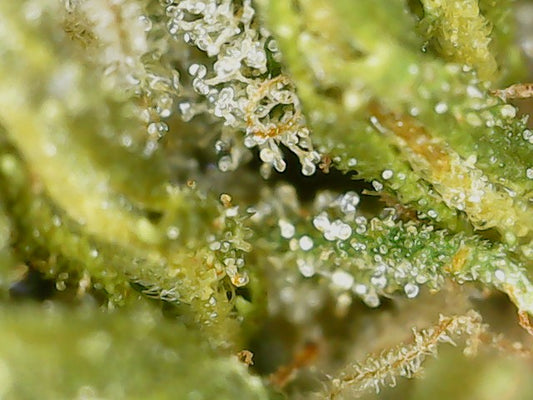 Taygeta Haze — détails des fleurs CBD (vue 2)