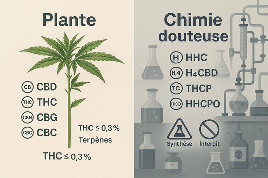 Néo-cannabinoïdes, un Poison : risques, dérives et ré-information.