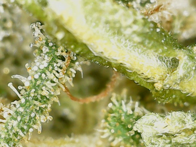 Taygeta Haze CBD Indoor Hydro